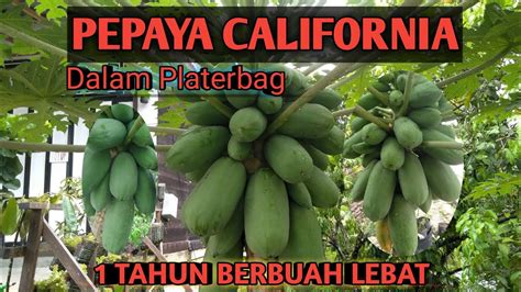 Cara Menanam Pepaya California Di Pot Berbuah Lebat Dari Biji Sampai