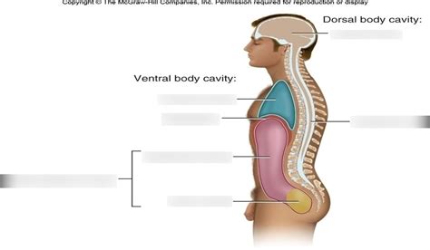 Body Cavities Diagram Quizlet