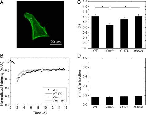 Frap Using Egfp Tagged Actin Shows That In The Presence Of Vif G Actin