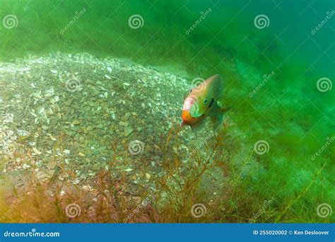 Dollar Sunfish Protecting the Breeding Nest it Created Stock Photo ...