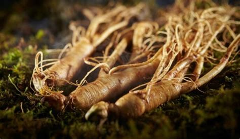 Ginseng Plant Varieties Growth Care Tips Benefits