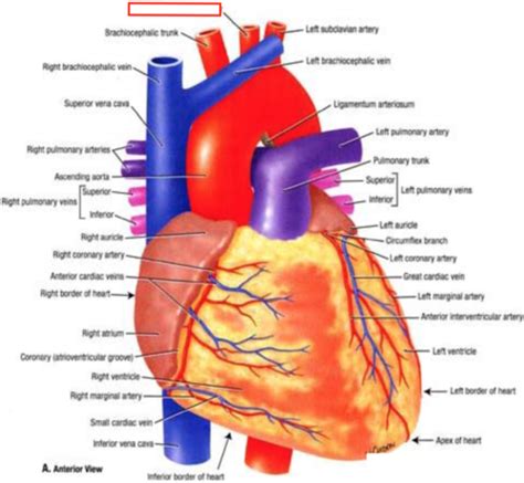 Anatomy The Heart And Middle Mediastinum Flashcards Quizlet