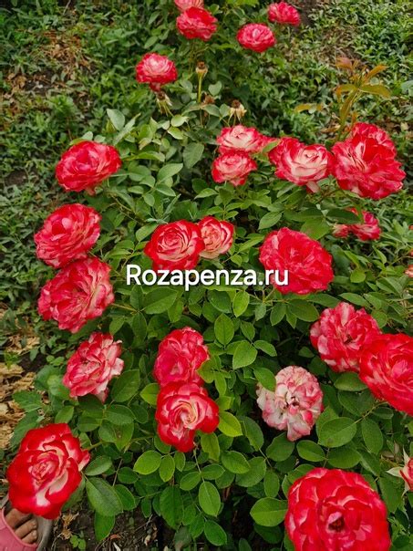 Роза Юбилей Принц Де Монако Эта эффектная роза покоряет красотой цветка ...