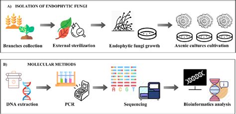 Method Design A Isolation Of Endophytes Fungi Isolation And Axenic Download Scientific