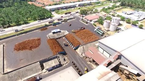 Afbeeldingen Over Kelapa Sawit Blader In Stockfoto S Vectoren En