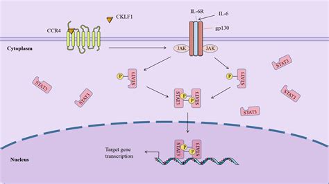 Frontiers Role Of Chemokine Like Factor 1 As An Inflammatory Marker