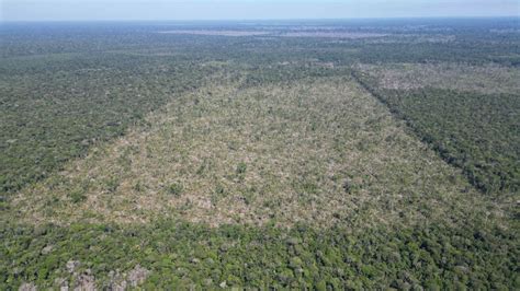 Desmatamento Na Amaz Nia Registra Maior Queda Do Ano Em Novembro