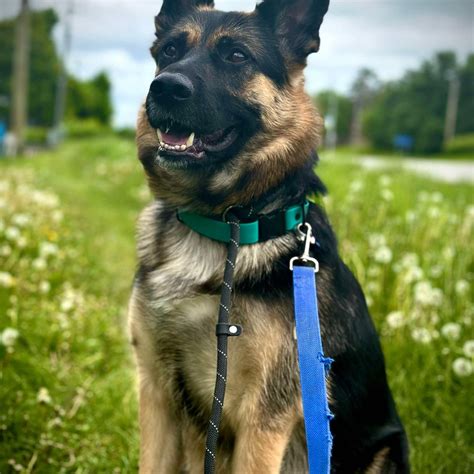 Riverview Rescues - Meet Juno Juno is available and ready for adoption