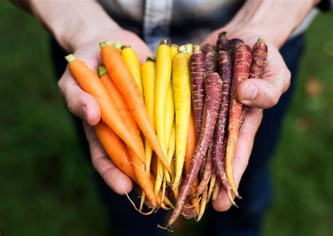 Premium Photo Hands Holding Baby Carrot Organic Produce From Farm