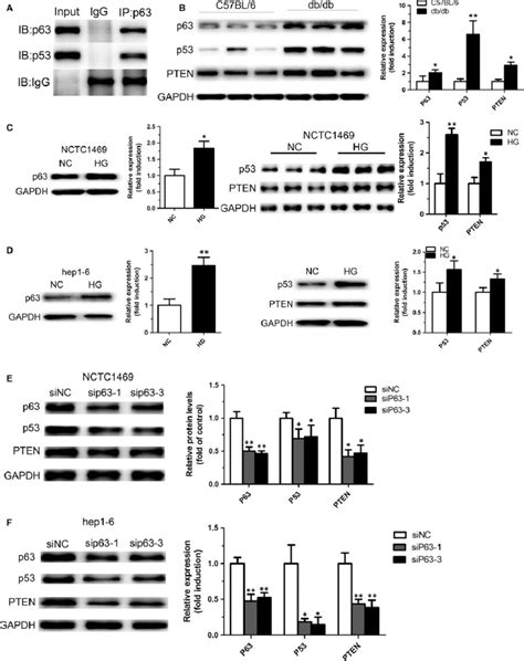 P Regulates Expression Of Pten By Directly Binding To P A Direct