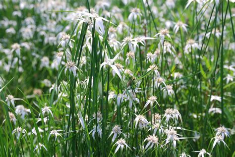 Dichromena Colorata Star Grass Charleston Aquatic And Environmental