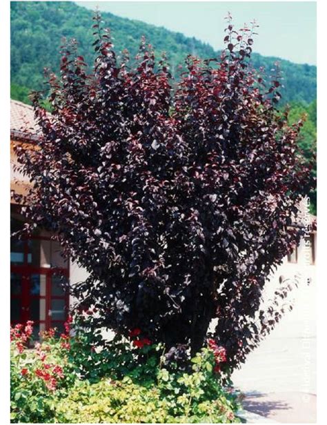 Prunus Cerasifera Atropurpurea Prunier Myrobolan Nigra