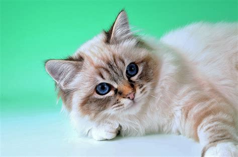 medium hair cats 7