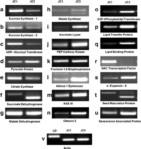 Semi Quantitative Reverse Transcription Pcr Of Genes In Early