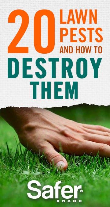 20 Lawn Pests And How To Fight Them