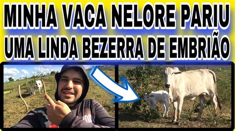 MINHA VACA NELORE PARIU UMA LINDA BEZERRA DE EMBRIÃO FIV YouTube