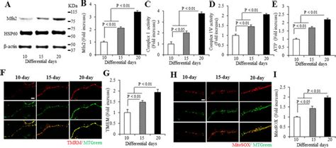 Mfn Expression Mitochondrial Functions And Ros In Hipsc Derived