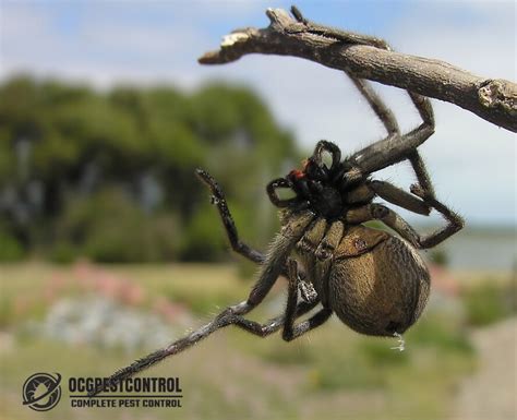 Australian Spiders Ocg Pest Control Termite Prevention Services