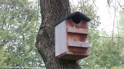 Screech Owl Box Placement | Haus Design Ideen