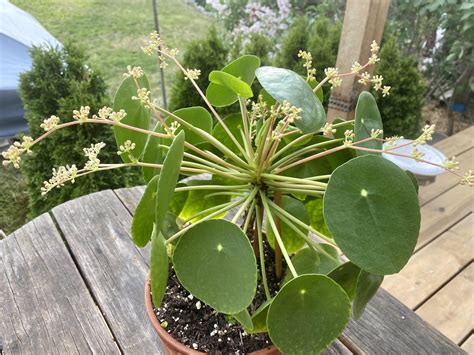 Pilea Peperomioides Flores CazaModerna