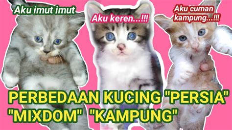 Perbedaan Kitten Persia Mixdom Dan Kitten Kampung Miu Meow Youtube