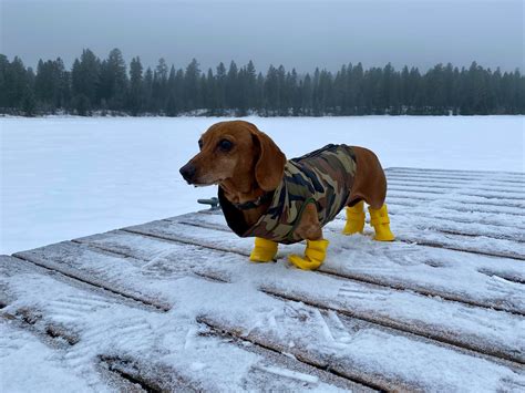 10 очаровательных фото такс, объясняющих, почему этих собак называют ...