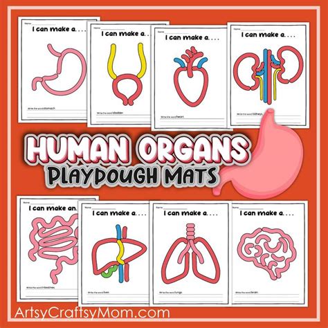 Human Body Organ Playdoh Mats Artsy Craftsy Mom