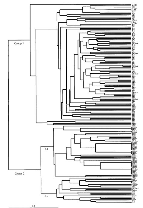 Upgma Dendrogram Illustrating The Genetic Distances Between Olive