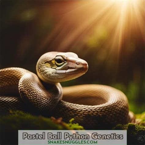 Pastel Ball Python Morph: Appearance, Genetics & Care Guide