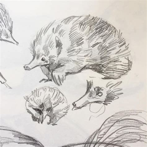 How To Draw An Echidna Step By Step – Flagler Productions