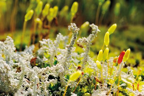 The Microscopic World Of Lichens New Zealand Geographic