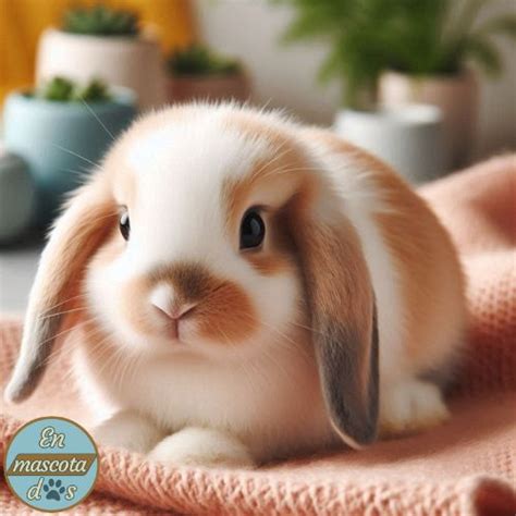 Conejo Mini Lop C Mo Proporcionar El Mejor Cuidado Y Amor