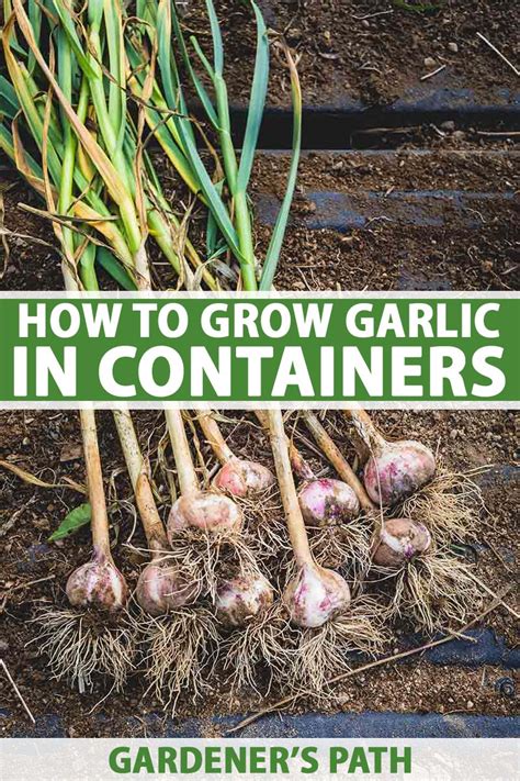 How To Grow Garlic A Growing Guide Grow Organic