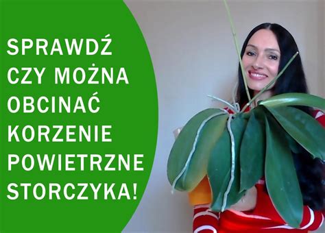 Czy Korzenie Powietrzne Storczyka Mo Na Obcina Video