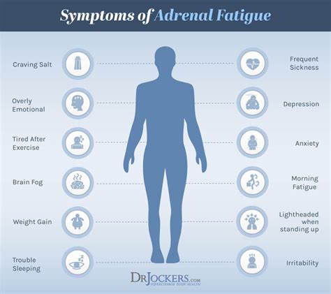 The 7 Key Phases Of Adrenal Fatigue