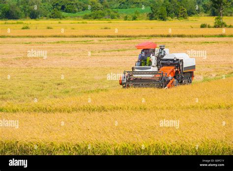 Rice farming process hi-res stock photography and images - Alamy