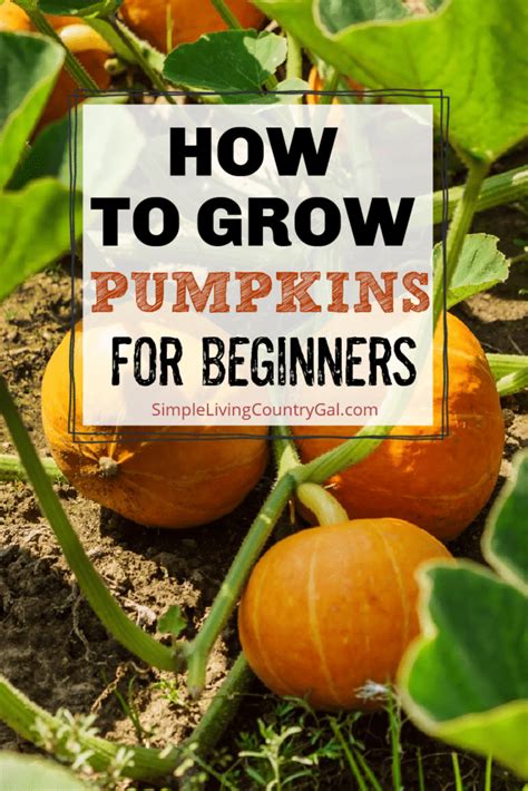 How To Grow Pumpkins For Beginners Simple Living Country Gal