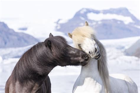 The colors of the Icelandic horse