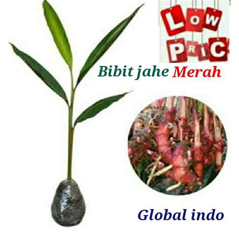 Jual Bibit Jahe Merah Siap Tanam Batang Jahe Merah Super Bibit Jahe