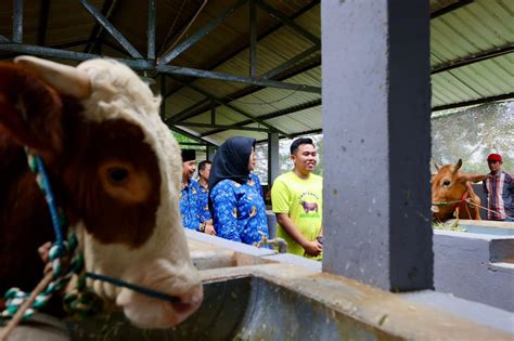 Kisah Sukses Anak Muda Kelola Peternakan Sapi Di Banyuwangi Jokowi