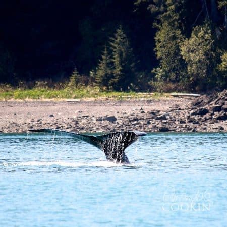 Icy Strait Point Whale Watching and Seafood Feast