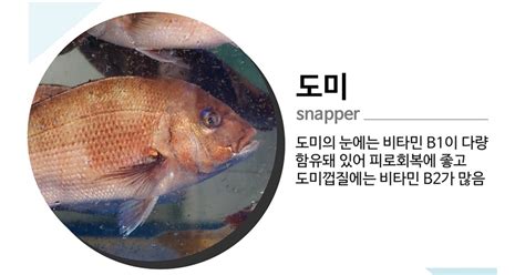 바다정보다잇다 지금 먹어야 맛있는 1월 제철수산물