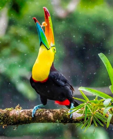 A Guide To Birding In Costa Rica Costa Rica Experts Costa Rica