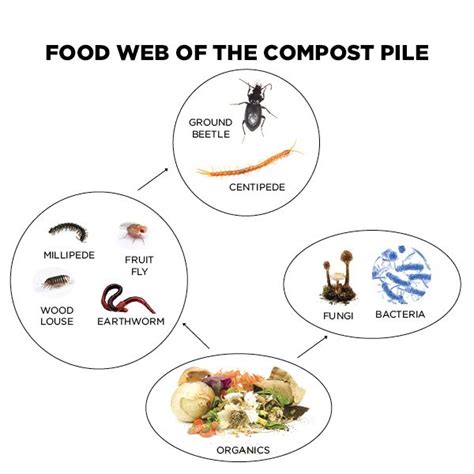 Decomposers - Science World | Decomposers science, Science food chains ...