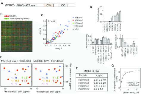 Morc Cw Binds To The Histone H Tail A Architecture Of Morc B