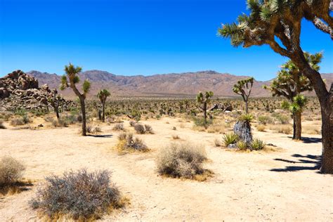 Joshua Tree Nationalpark Randnotizen Org