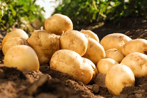 Te Ziemniaki Kosztują 2 Tys Zł Za Kilogram Jedno Je Wyróżnia