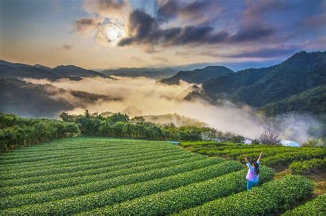 坪林新北好茶飄香 大自然博物館尋茶趣 新北市 自由時報電子報