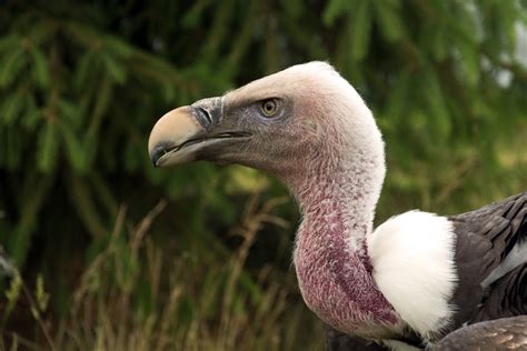 Griffon Vulture | Copyright-free photo (by M. Vorel) | LibreShot