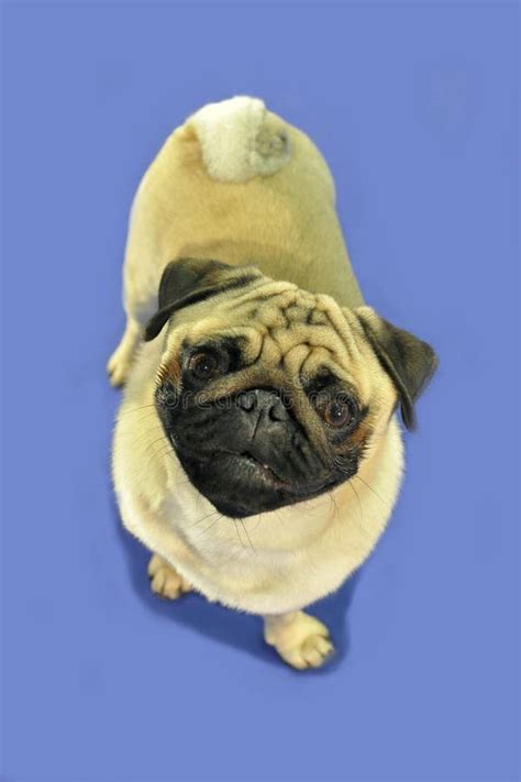 Pug Dog Portraits Stock Image Image Of Short Smiling 39691101